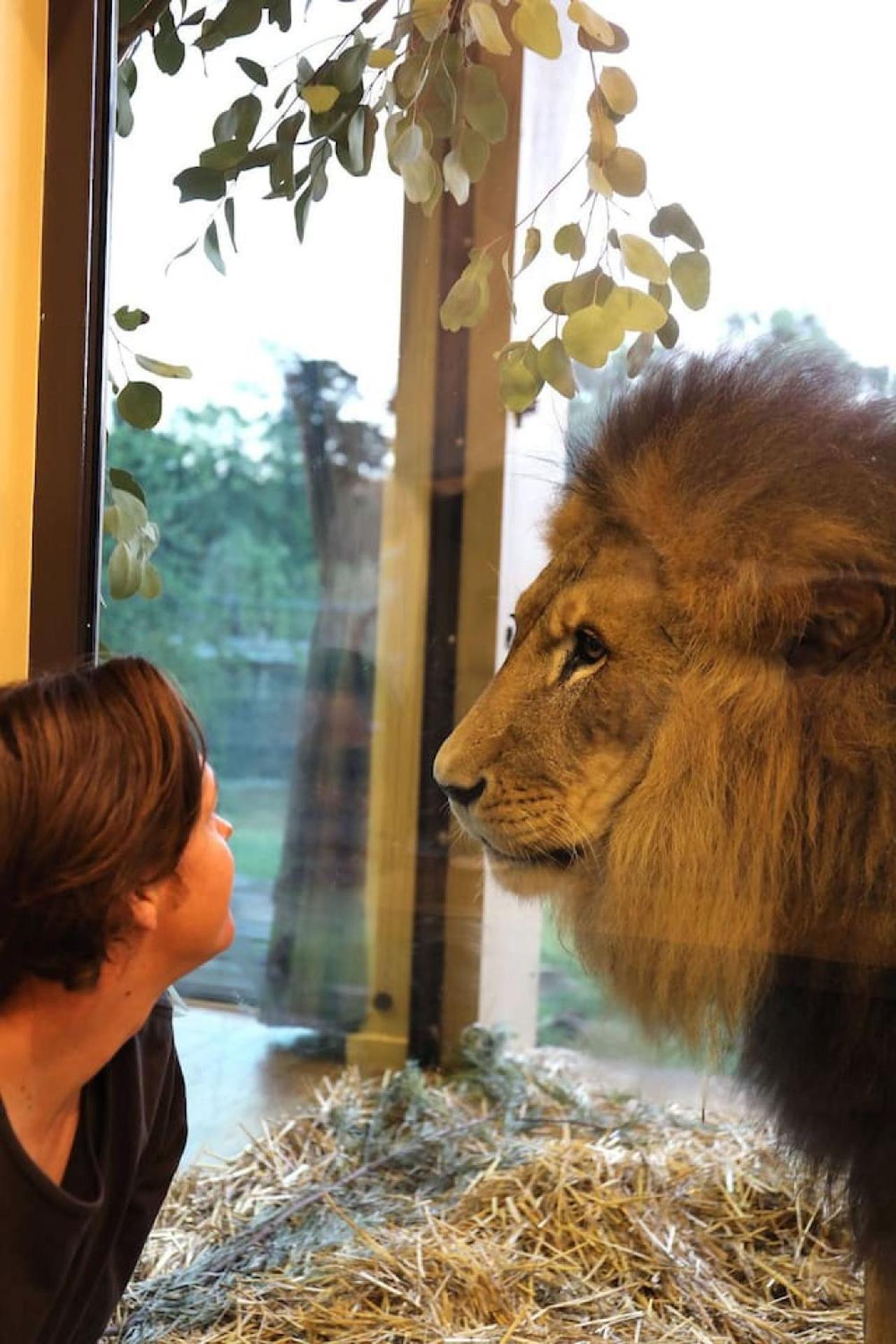 Big Cat Bungalows At The Haven - Lion 2 Canastota Luaran gambar